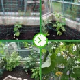 thumbnail image 3 of Pergolas de enrejado de plantas, red de cultivo de poliéster resistente, red de enrejado de jardín con malla cuadrada para plantas trepadoras, verduras,, 3 of 5