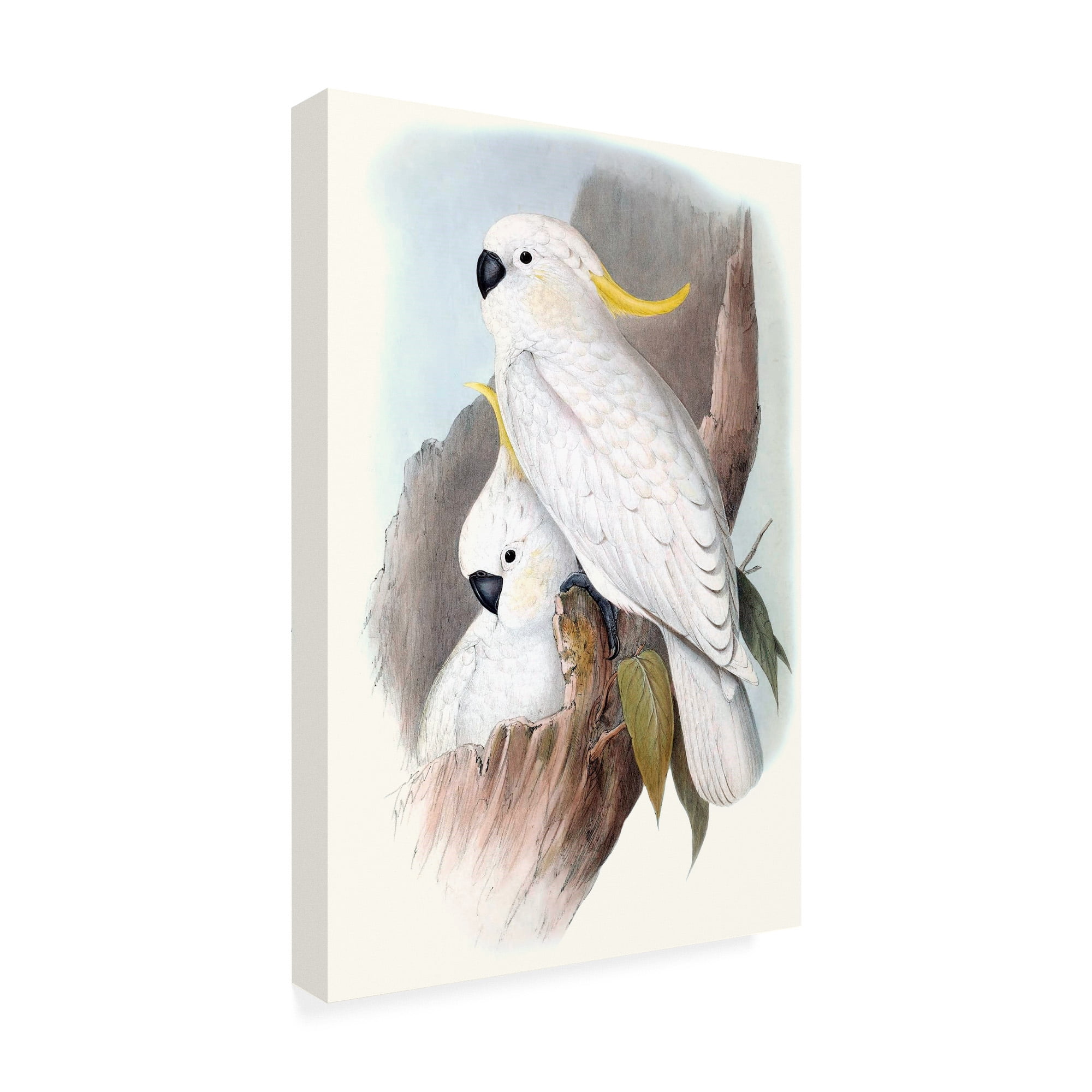 Trademark Fine Art 'Pastel Parrots V' Canvas Art by John Gould