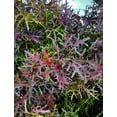 thumbnail image 2 of 200 Seeds RED Streaked MIZUNA MUSTARD Japanese Greens Brassica Juncea Vegetable Seeds, 2 of 8