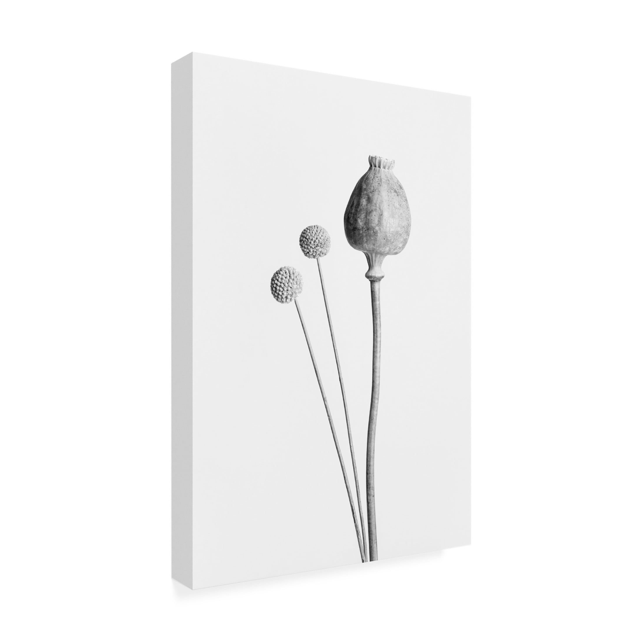 Trademark Fine Art Pictufy Studio Poppy Seed Capsule Black And White Canvas Wall Art