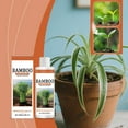 thumbnail image 5 of ToyKingdee Bamboo Fertilizer - Concentrated Liquid Plant Food - Outdoor & Indoor Bamboo Plant Food for Fast Growth, 5 of 9