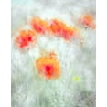 thumbnail image 2 of Behzad, Majid 20x24 White Modern Wood Framed Museum Art Print Titled - Red Corn Flowers, 2 of 4