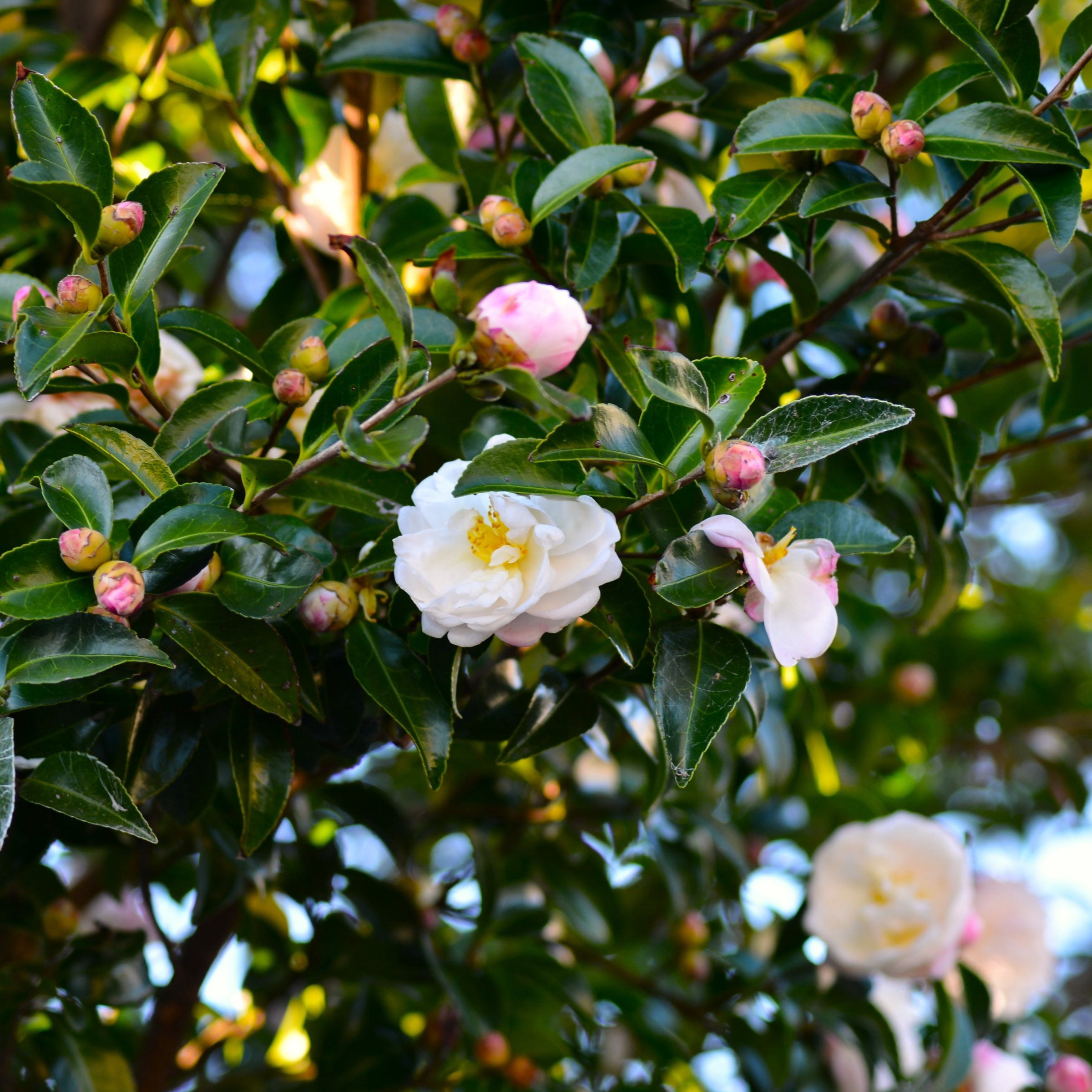 National Plant Network 3 gal. Camellia Sasanqua Asakura Shrub