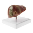 thumbnail image 5 of Lab Ornament Human Model Science, 5 of 7
