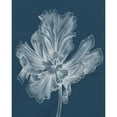 thumbnail image 3 of Goldberger, Jennifer 12x14 Black Modern Framed Museum Art Print Titled - Monochrome Tulip II, 3 of 5