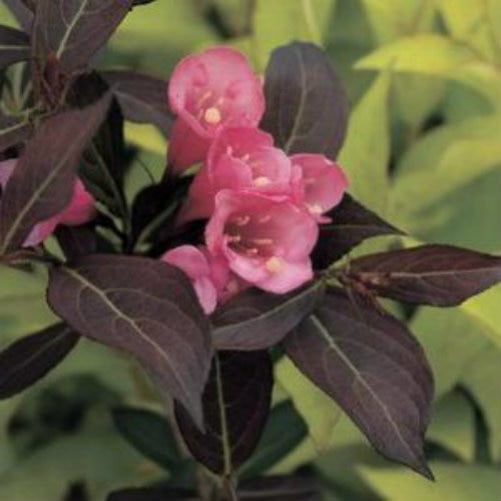WeigelaWineandRoses QT Pot (Shrub)