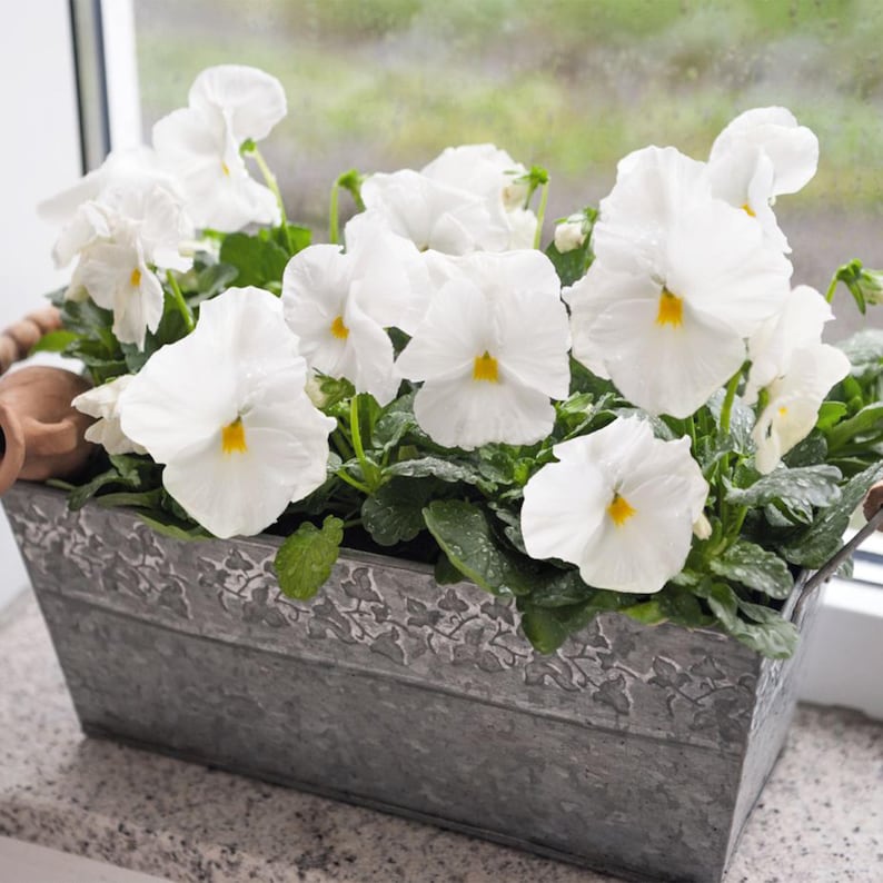 25 DeluXXe Maxi Mix Pansy Seeds - Cold and Draft - Self and Open-Pollinating - for Late Summer or Early Spring Planting