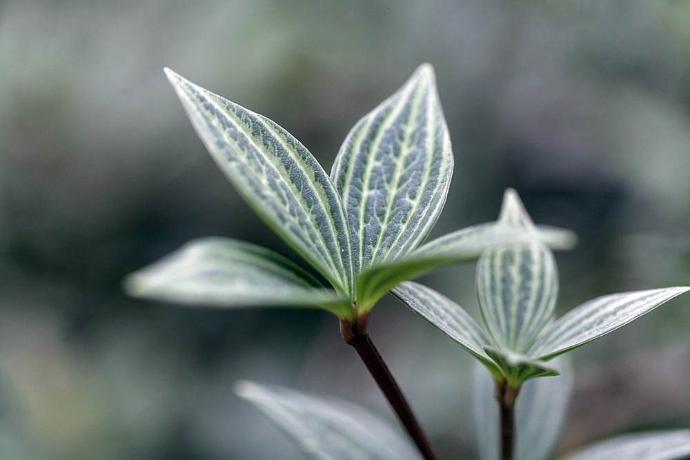Watermelon Stilt Peperomia 4" Pot Easy to Grow House Plant