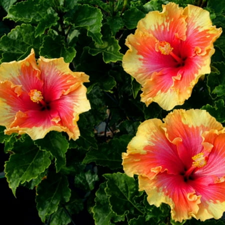 

Hibiscus Bulbs Hibiscus Grows Quickly Hibiscus Has Double Flowers Hibiscus Has A Long Blooming Period And High Ornamental Value Hibiscus Attracts Pollinators