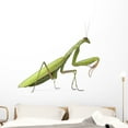 thumbnail image 1 of Female European Mantis or Wall Decal by Wallmonkeys Peel and Stick Graphic (48 in W x 41 in H) WM72769, 1 of 4