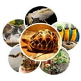 thumbnail image 3 of Winter Heating Reptile Heat Lamp Pet Coop Heater Kit Parrot Warmer Lamp Multipurpose Lighting Tortoise Heat Emitter Lizard Reptile Bird Cage Decoratio, 3 of 5
