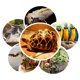 thumbnail image 3 of Winter Night Heating Reptile Heating Lamp Pet Cage Heater Kit Parrot Heating Lamp Multifunctional Lighting Turtle Heater Lizard Reptile Bird Cage Deco, 3 of 5