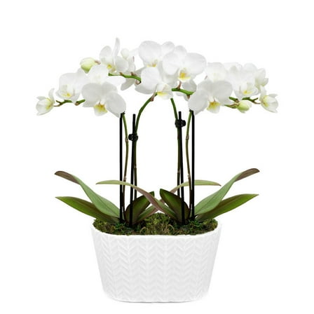 From You Flowers - Purely Pristine White Orchid Duo for Birthday, Anniversary, Get Well, Congratulations, Thank You, All Occasions