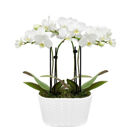 From You Flowers - Purely Pristine White Orchid Duo for Birthday, Anniversary, Get Well, Congratulations, Thank You, All Occasions