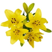 Fresh-Cut Lilies Flower Bunch, 3 Stems, Colors Vary