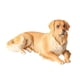 thumbnail image 2 of Figurita de perro realista para niños, juguete cognitivo, modelo de decoración, ornamento, mano de obra fina, Mini escultura de perro, modelo de perro perro perdiguero de oro, 2 of 8