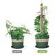 thumbnail image 3 of 6 Postes de PláStico 15 Pulgadas, Poste Transparente, Estaca PequeñA para Plantas, Plantas en Maceta Monstera, 3 of 7