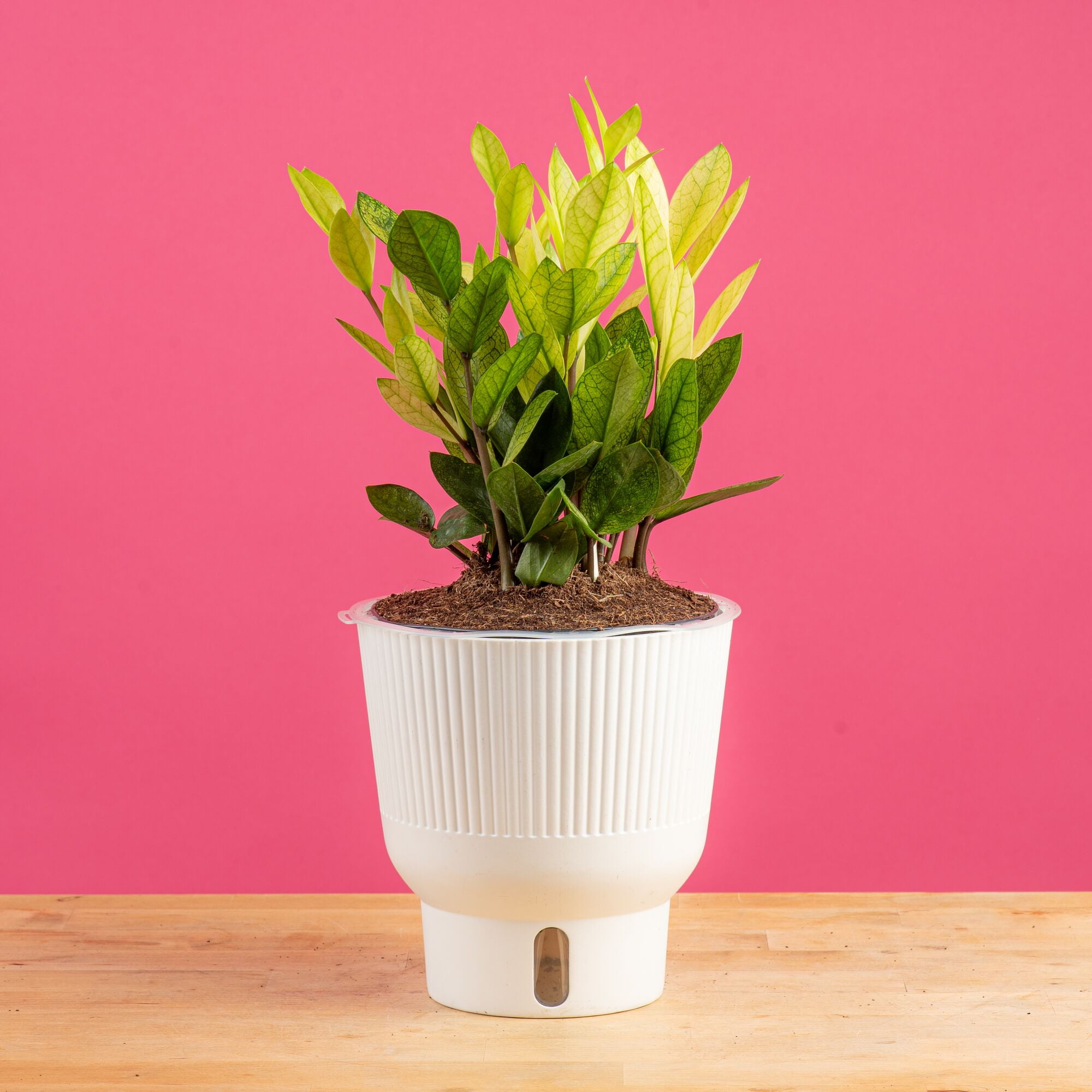 Dream Plants ٩(❛ᴗ❛)۶専用 Costa Farms 12