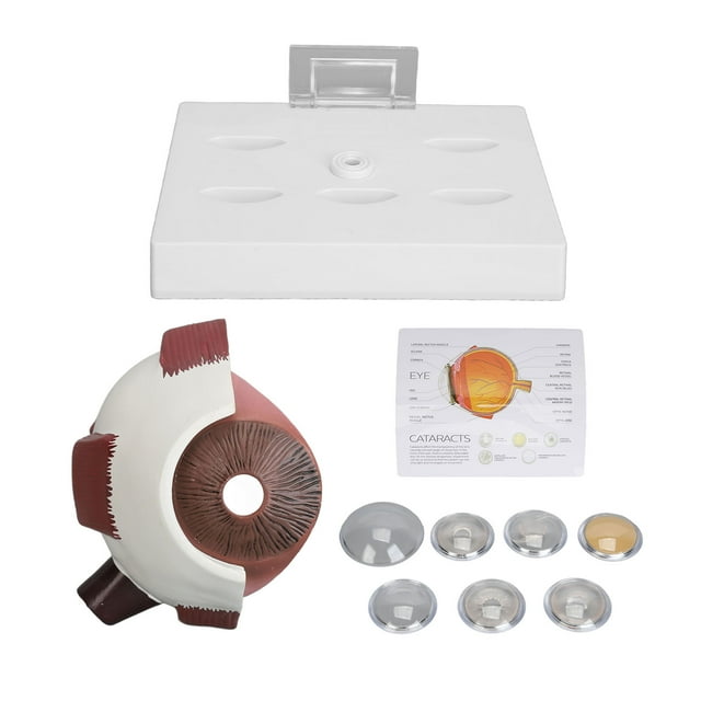 Fyearfly Modelo Anatómico del Ojo Humano, Modelo Anatómico del Ojo Humano Pantalla Precisa Modelo De Explicación del Globo Ocular Médico Ampliado con Tarjeta para La Enseñanza del Estudio De Anatomía