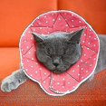 thumbnail image 1 of Comfortable Post-surgery For Cats And Dogs, Robust, Waterproof, Resistant To Scratches And Bites, Easy To Clean, With Adjustable Collar Attachment For, 1 of 2