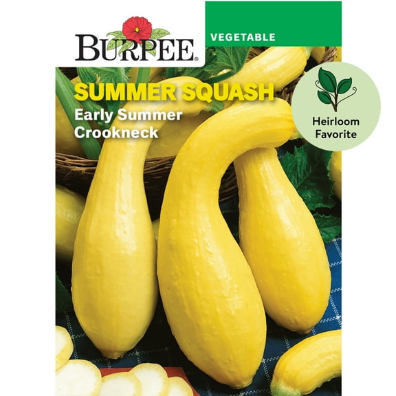 Burpee Early Summer Crookneck Summer Squash Vegetable Seed, 1-Pack
