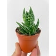 thumbnail image 3 of Bumble Plants Haworthia Zebra Succulent Live Plant, 3 of 4