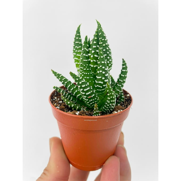 Bumble Plants Haworthia Zebra Succulent Live Plant, Green