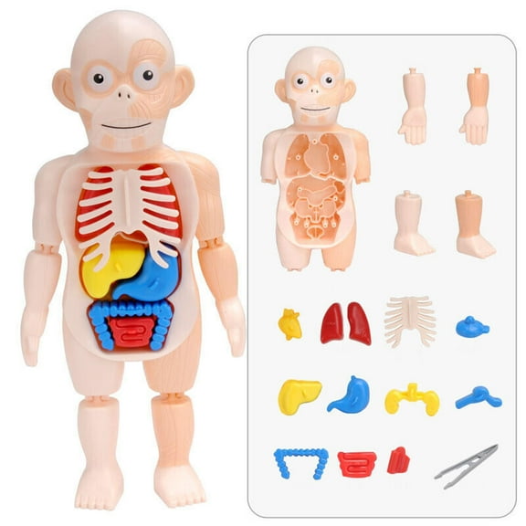 PVC 3D Puzzle Human Body Anatomy Model Learning Organ Assembled Toy Body Organ