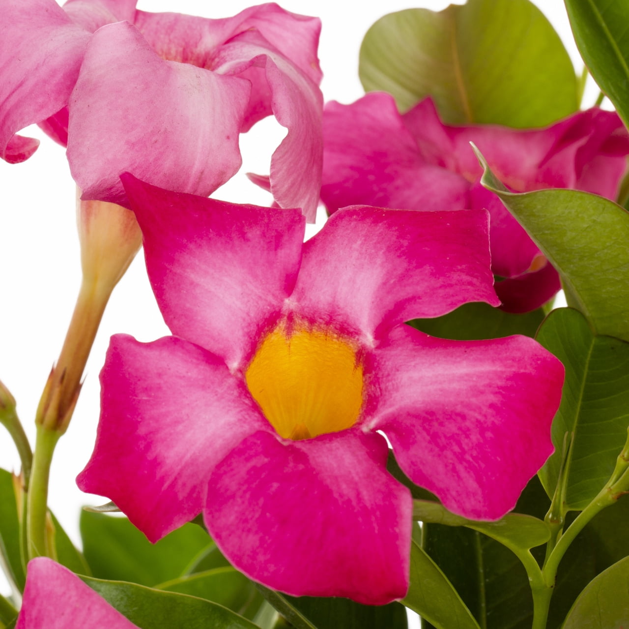 Island Blooms 1.5PT Pink Mandevilla Live Tropical Plant Sun 5-Pack