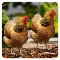 ICERUN 2Pcs Garden Statues,Acrylic Hen Sculpture Yard Art,Authentic Posture Poultry Outdoor Garden Decor,Style4