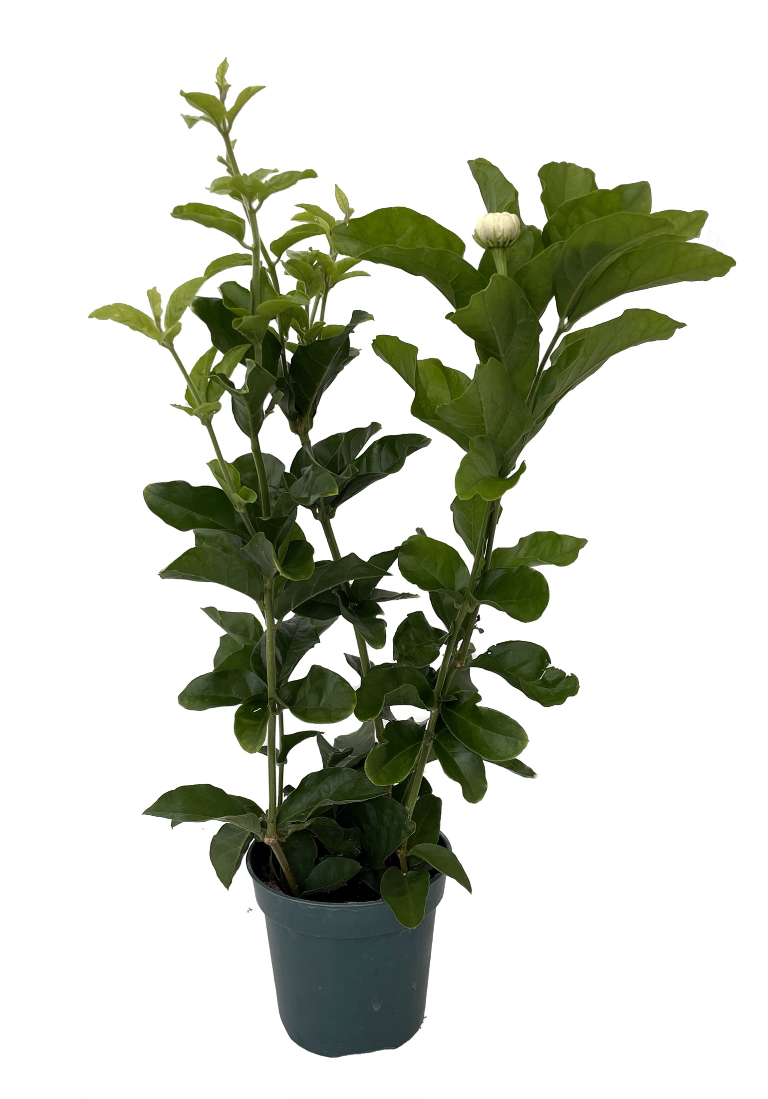 Grand Duke of Tuscany - Arabian Jasmine Plant - Triple Bloom- 4" Pot