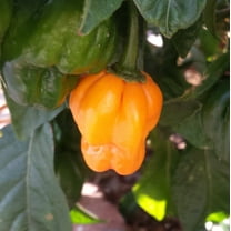 40 Seeds Orange SCOTCH BONNET PEPPER Hot Jamaican Capsicum Annuum Vegetable