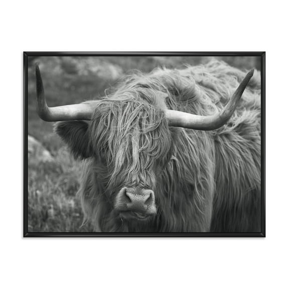 Designart 'Close Up Of Scottish Cow On Moorland I' Farmhouse Framed Canvas Wall Art Print