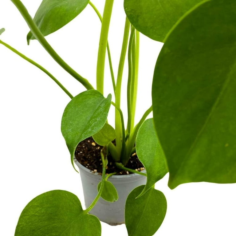 heartleaf philodendron variegated Variegated Heart Leaf Philodendron — Green My Space main image 0