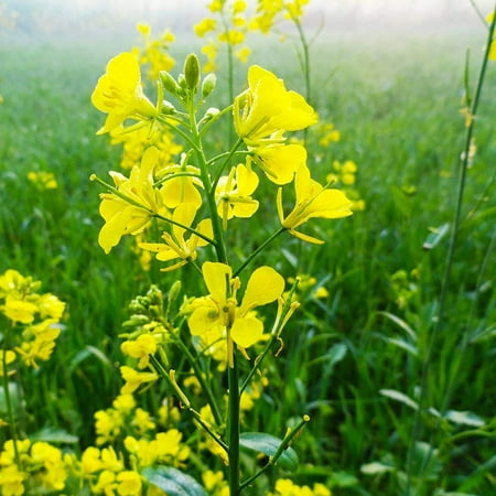 Trifecta Power Blend Mustard Seeds by Mighty Mustard - 1 Lb - Non-GMO Open Pollinated Farm & Garden Cover Crop Seeds