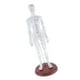 thumbnail image 5 of Modelo de acupuntura humana femenina modelo de  puntos, altura 19 Hembra Cola  Figura de punto de acupuntura, 5 of 8