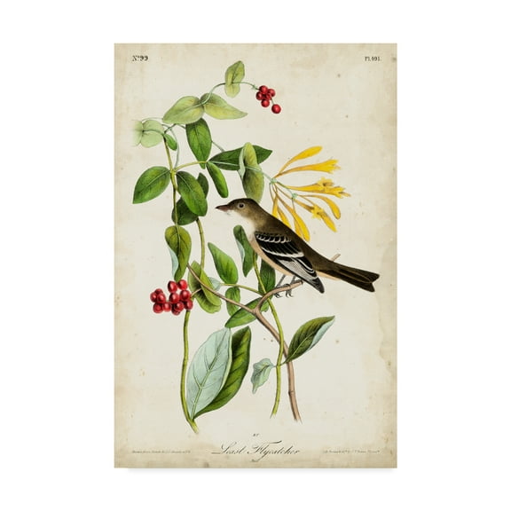 Trademark Fine Art 'Audubon Bird and Botanical II' Canvas Art by John James Audubon