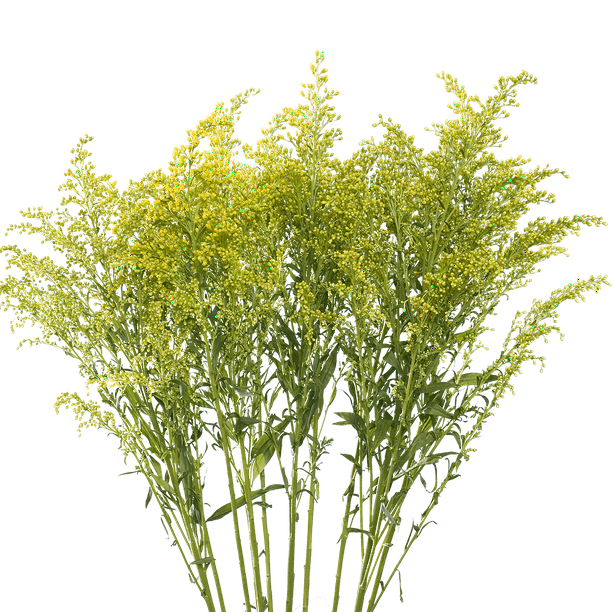 30 Stems of Yellow Asters Solidago Beautiful Fresh Cut Flowers