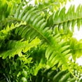 thumbnail image 2 of Expert Gardener Live Indoor 20" Boston Fern Live Plants in 10" Growers Pot, 2 of 7