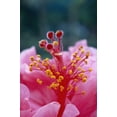 thumbnail image 2 of Hawaii Extreme Close-Up Of Pistils And Stamens With Pollen Hibiscus Hybrid Flower A23B Poster Print, 2 of 4
