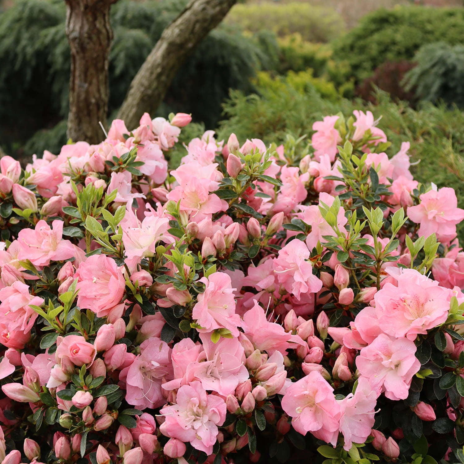 Proven Winners ColorChoice 5" Perfecto Mundo Pink Carpet Reblooming Azalea Live Plant in 4.5" Pot (4 Count)