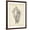 Brown Frame, variant on Art.com Antique Shell Study IV Art Print by Ethan Harper, 12" x 16"