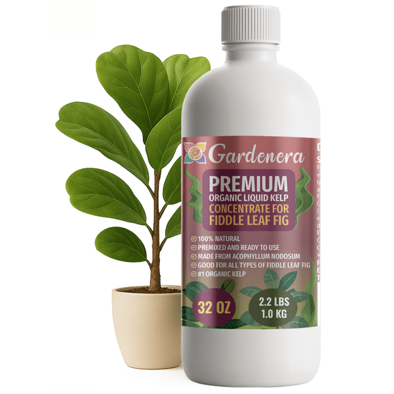 ⭐ GARDENERA Premium Organic Seaweed & Kelp Superfood for FIDDLE LEAF FIG Plants - 32 oz - Liquid Kelp Fertilizer Concentrate (Makes 180 Gallons)