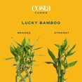 thumbnail image 3 of Costa Farms 15" Lucky Bamboo Stalks House Plants (10 Count), 3 of 9