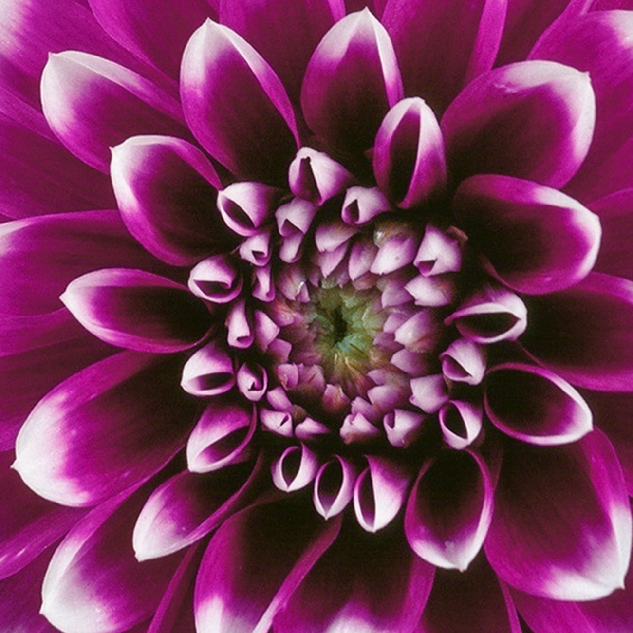 Dahlia確認ページ Hapet Old Charm Dahlia Tuber for Sale – Love Dahlias