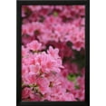 thumbnail image 2 of Blossoming Rhododendron, Rhododendron Norbitonense Aureum, Medium CloseUp, Botanical Framed Art Print Wall Art by Andreas Keil Sold by Art.Com, 2 of 5
