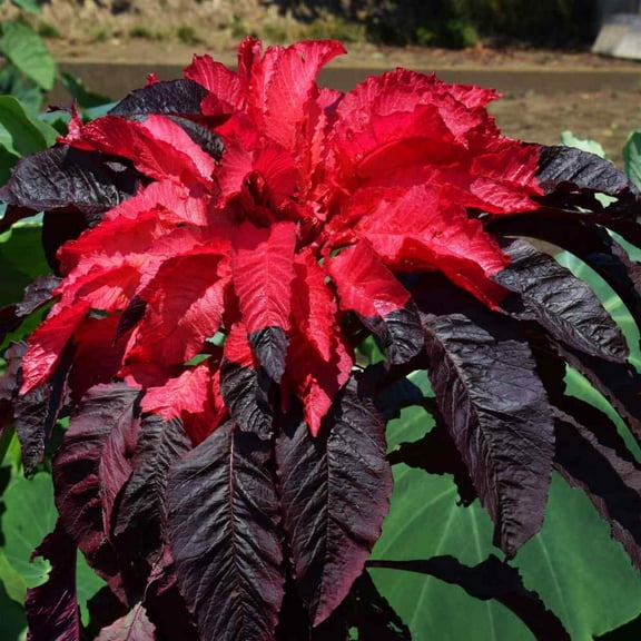 Outsidepride Amaranthus Early Splendor Flower Seed - 10000 Seeds