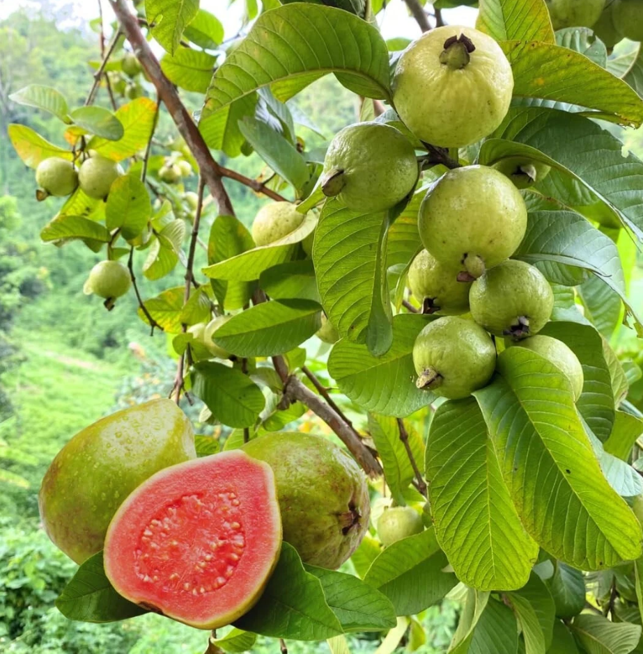 Guava Tree Live Plant, Pink Guava Trees, Guava Fruit Tree for Planting Indoor Outdoor Garden, 4 to 7 Inches Tall, NO POT