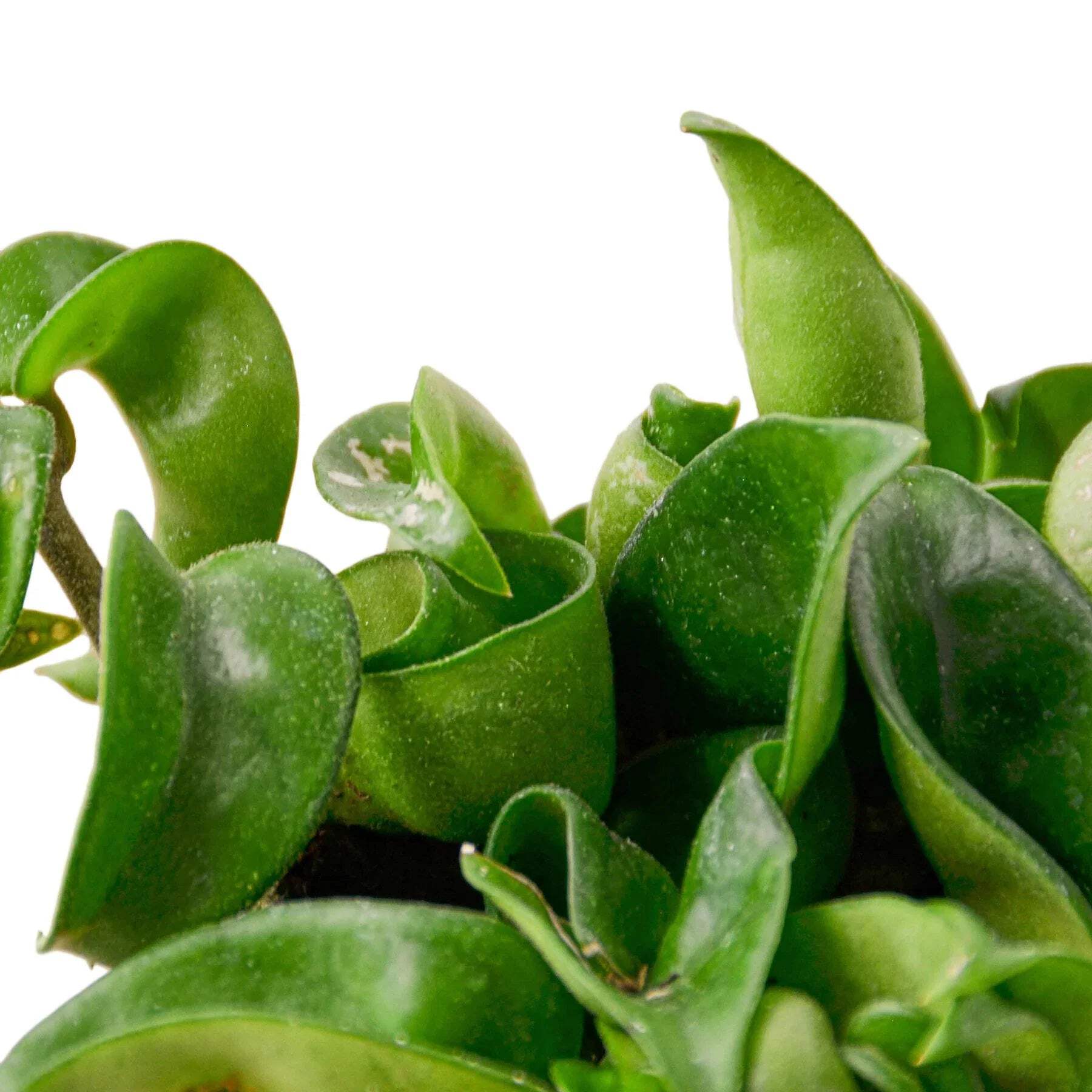 Hoya Rope Plant, 4" Pot, Indoor Houseplant, Easy Care, Live Plant for Indoor & Outdoor
