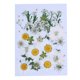 thumbnail image 1 of Artesanía de flores secas naturales Ramos en relieve Flores prensadas Decoraciones florales Decorativos para el hogar para tarjetas de boda Vela de resina Blanco Floral Speravity HA010758-06, 1 of 7